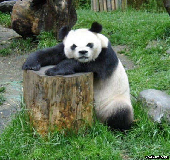 фото злобной панды